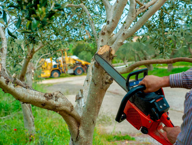 Emergency Storm Tree Removal in Wink, TX